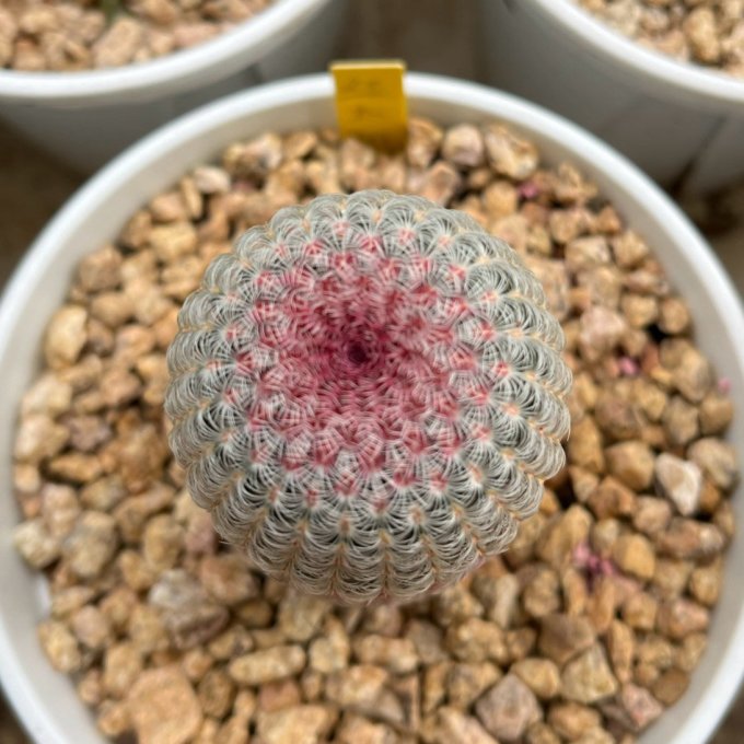 鲜花绿植