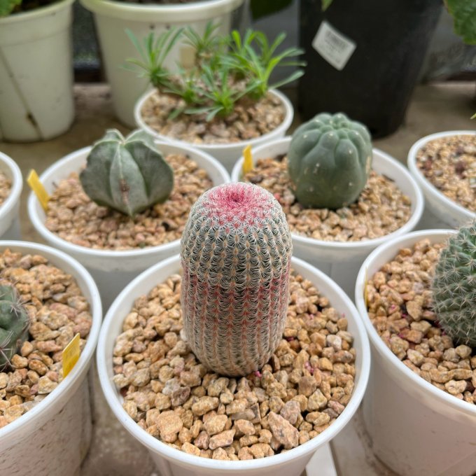 鲜花绿植
