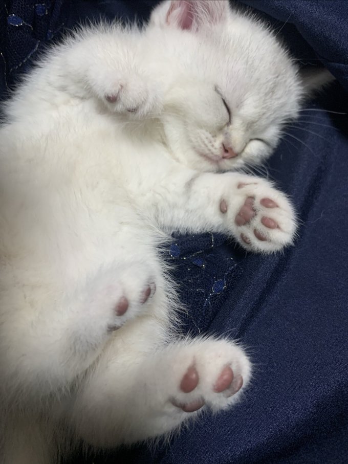 猫咪