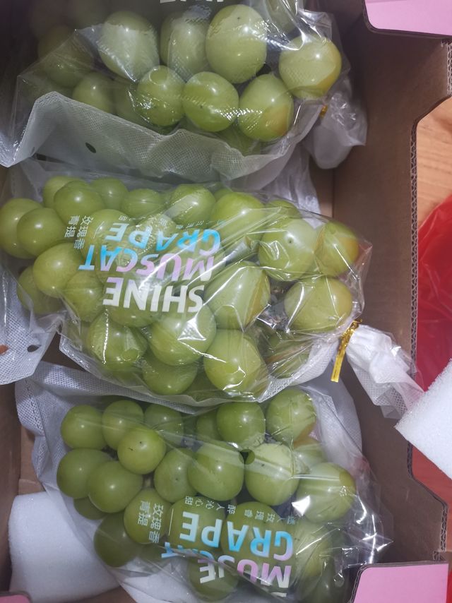 今天你阳光玫瑰了么