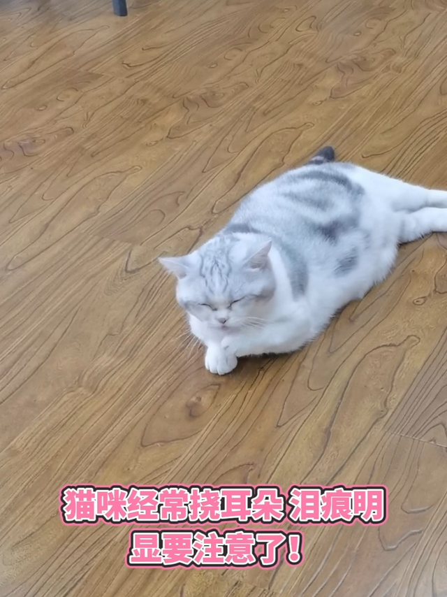 猫咪经常挠耳朵泪痕明显注意⚠️了