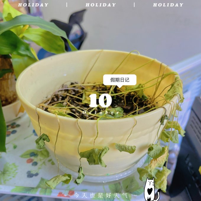 欧芽鲜花绿植