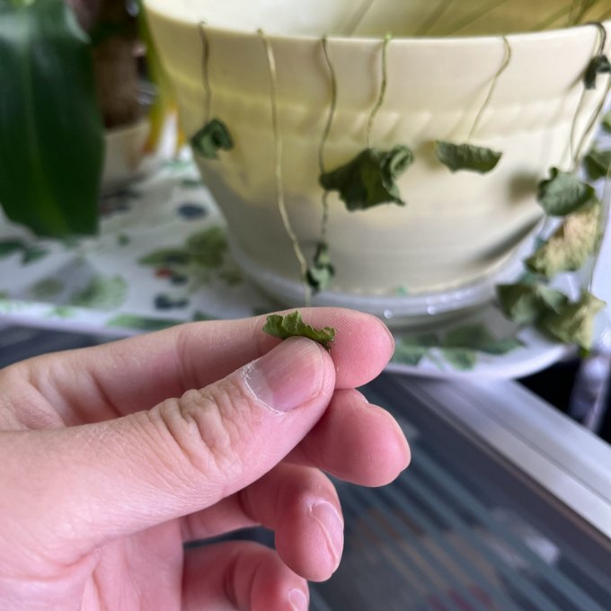 欧芽鲜花绿植