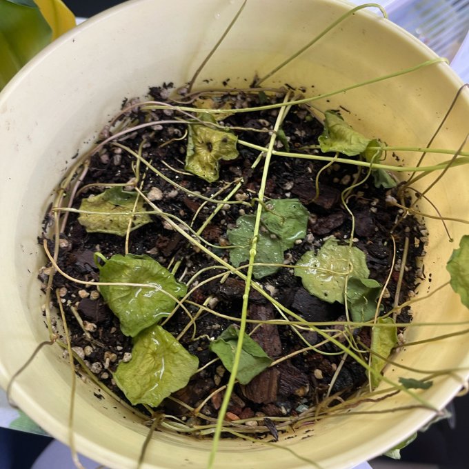 欧芽鲜花绿植