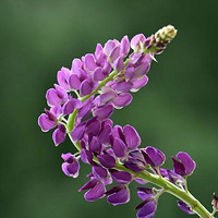 紫槐花的最佳吃法，五种做法轻松学，具有清热解毒！