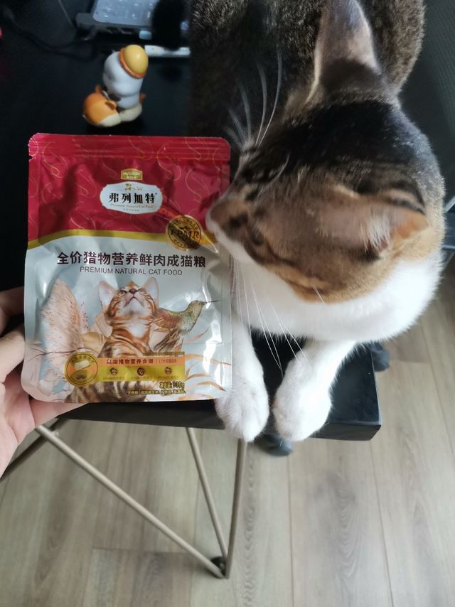 狸花猫这新到的模特，拍照不是太给力