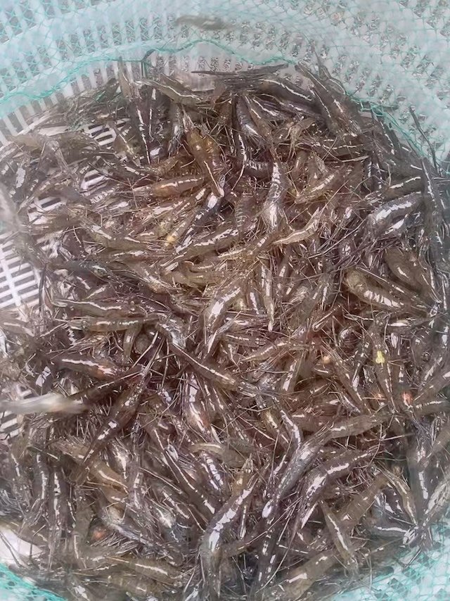 今天的龙虾大不大？