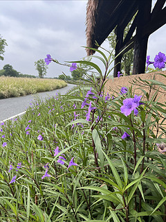 花花草草