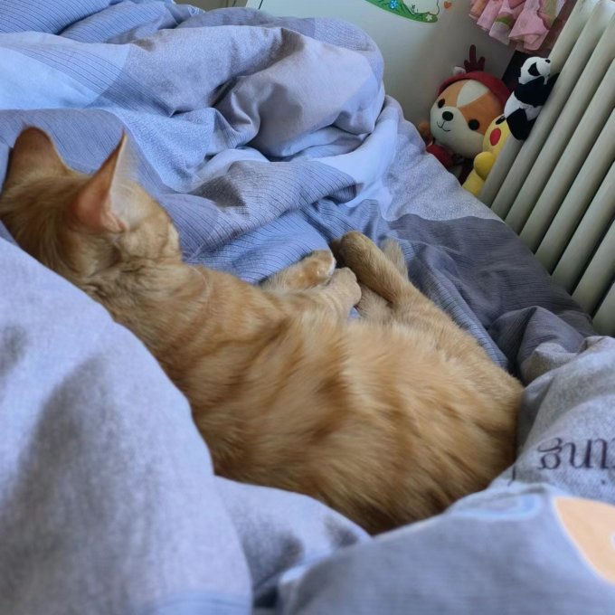 猫咪干粮