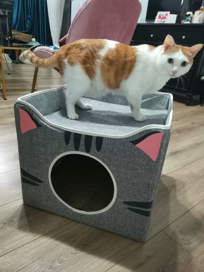 宠宠爱睡觉猫狗窝