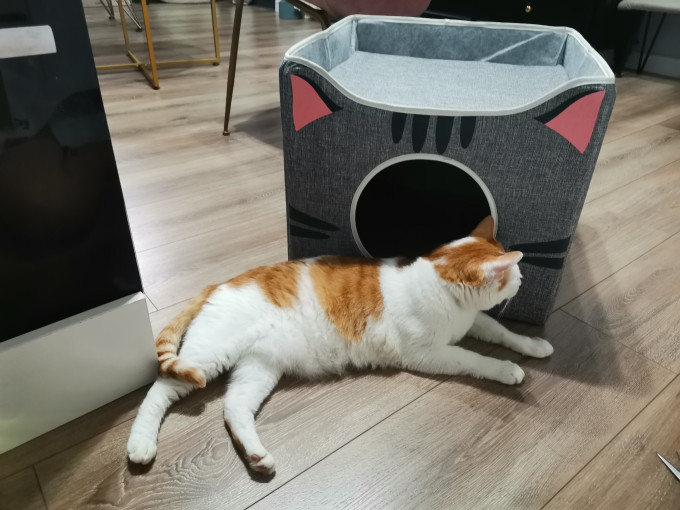 宠宠爱睡觉猫狗窝