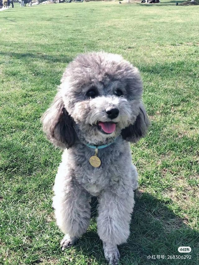 「贵宾犬详细特征介绍：完美宠物之选」