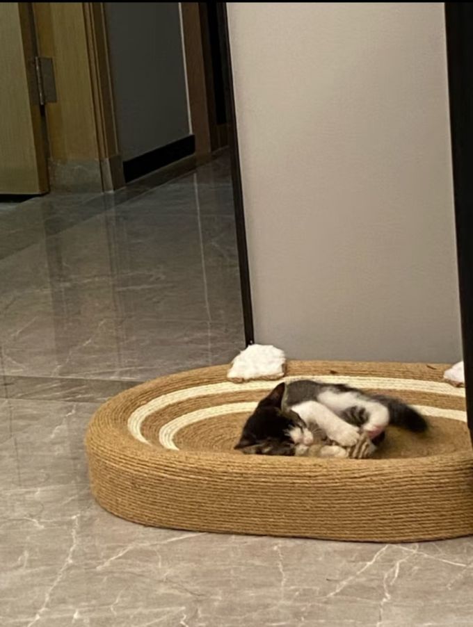 汪小猫猫抓板
