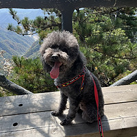 带狗出行 篇九：岳西游丨带狗子爬山坐索道走玻璃桥，小甜甜是真勇敢