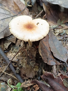 爬山采采小蘑菇