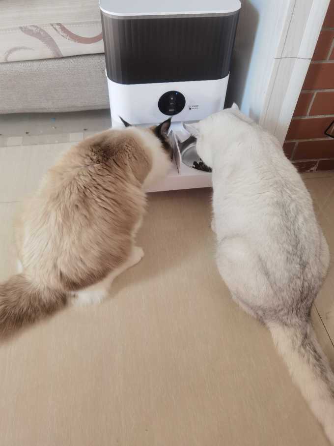 宠物食具水具