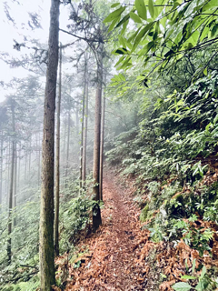 徒步利器-碳纤维登山杖