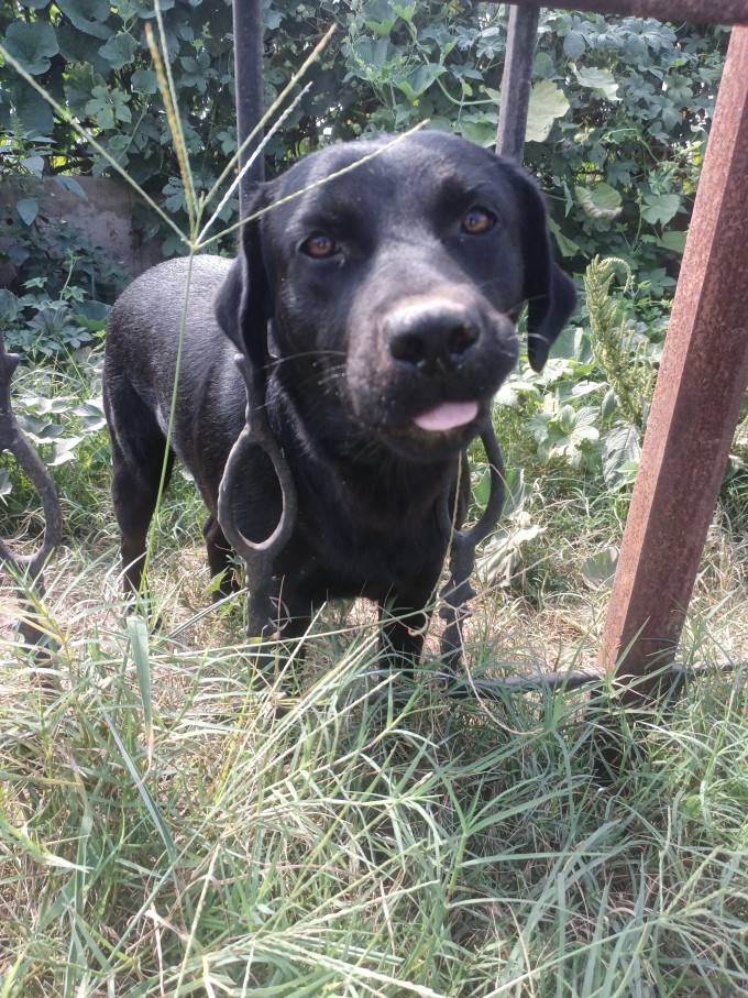纽顿狗狗干粮