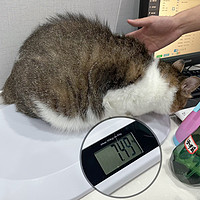 长成15斤的胖猫咪了❗️已经定时定量吃饭了，还有啥控制体重的好方法吗😭