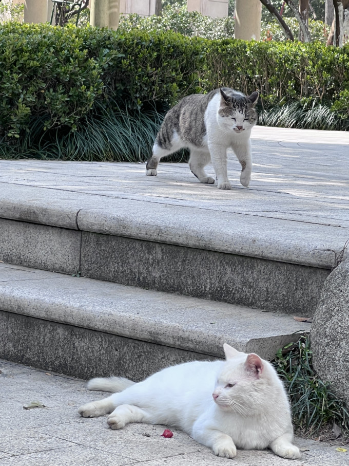 盒边猫咪