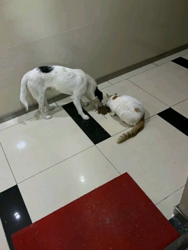 猫猫笔笔爱吃的猫罐头