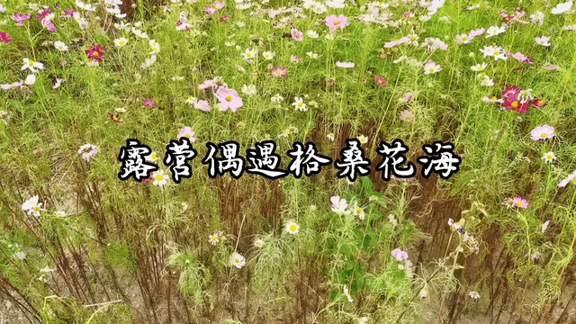 露营偶遇格桑花海