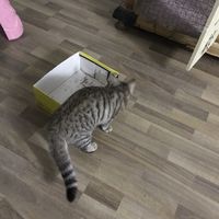 家里的干饭小王子。