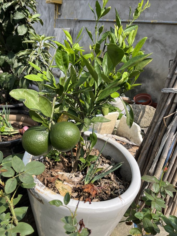 鲜花绿植
