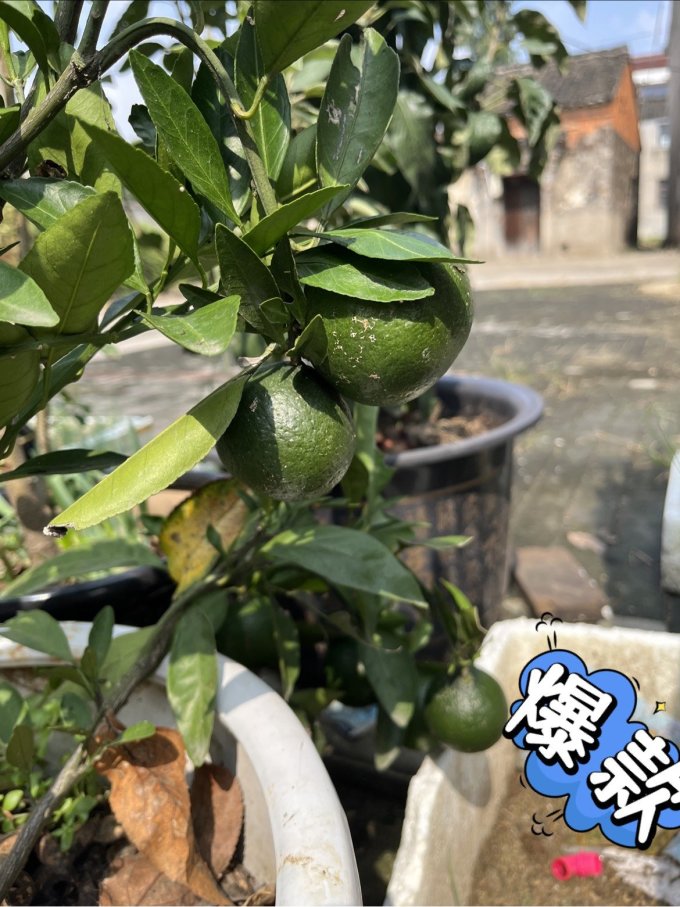 鲜花绿植