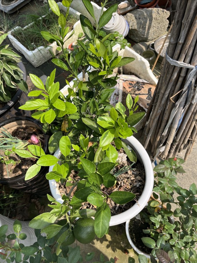 鲜花绿植