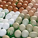 鸡蛋壳为啥有不同颜色？