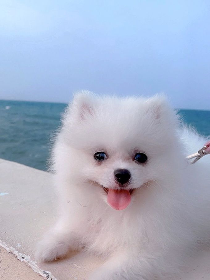 超可爱的小博美来啦