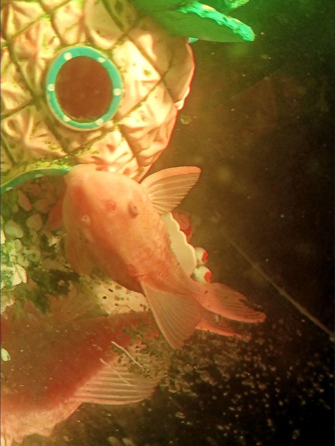 黄色的清道夫你见过吗