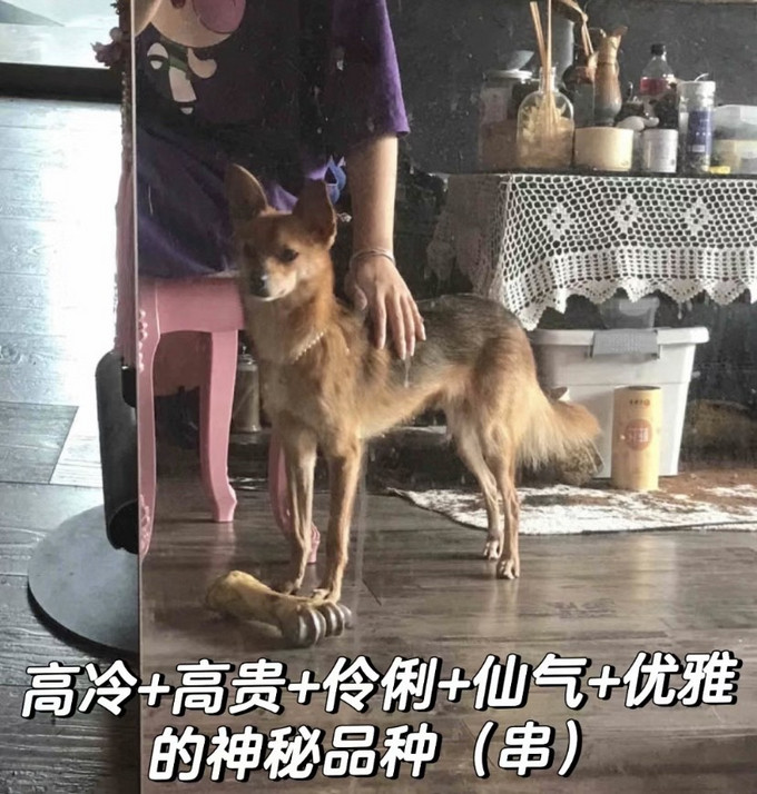 狗狗