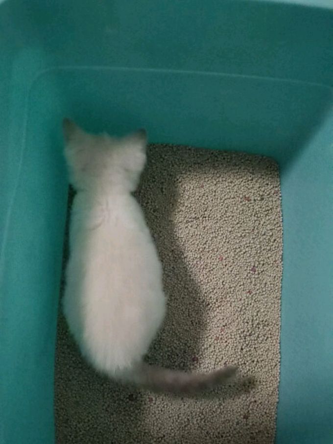 小冻猫砂