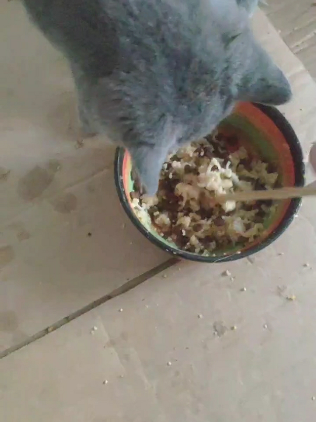 小米拌猫粮，吃起来更香！