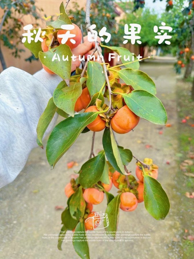 金百粟新鲜水果