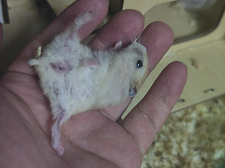 小仓鼠宠物宝宝真是太可爱了！