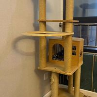 如何选择适合猫星人的猫爬架