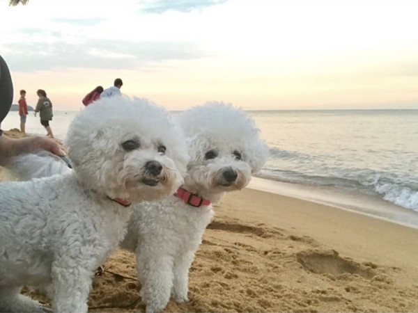 冠能狗粮小型犬成犬狗粮800g 挑食美毛亮眼配方 新老包装随机发货