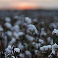 新疆棉：不仅仅是一种棉花，更是一种文化和历史的传承
