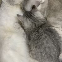 两只憨憨，猫爸爸差点给嘬出奶来