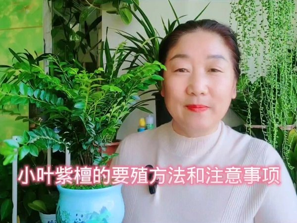 小叶紫檀盆景的养殖方法和注意事项