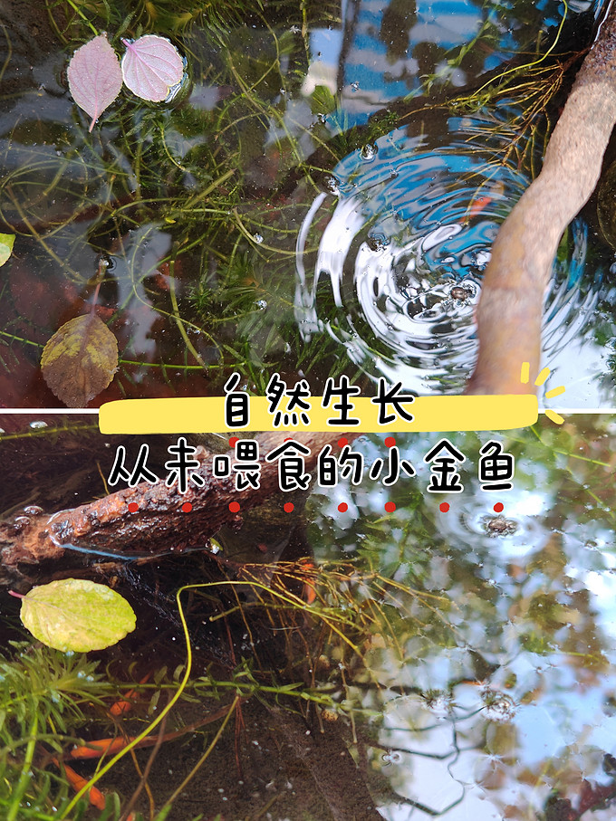 水族