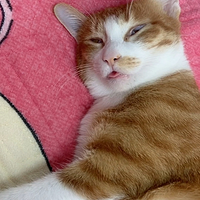 宠物专栏 篇十四：睁着眼睛睡觉的猫