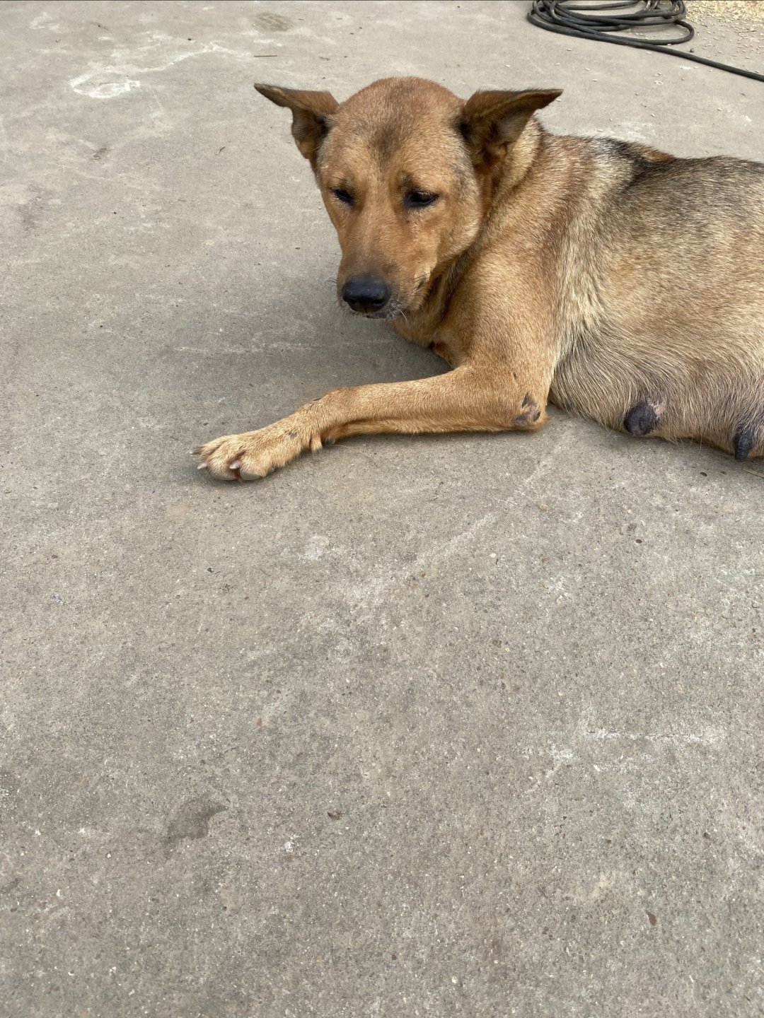 狼狗品种:最辛苦之大黄