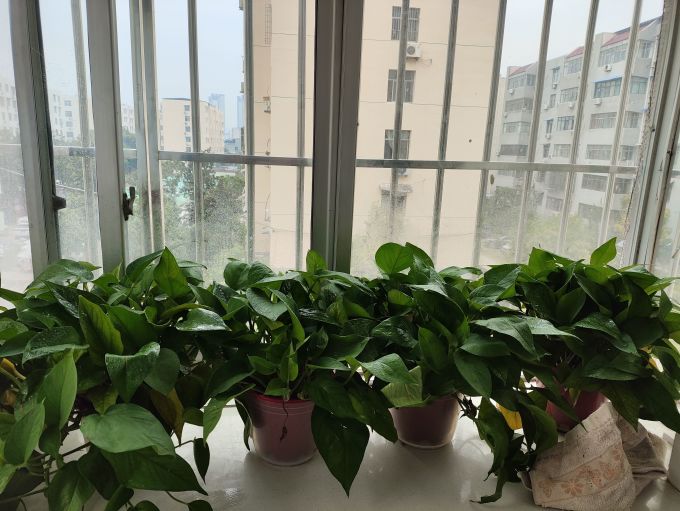 墨一盆栽
