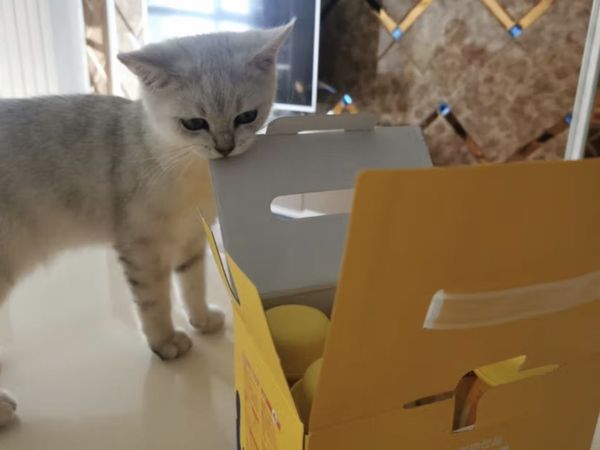 海洋之星 宠物酸奶 猫咪狗狗零食 0乳糖拌粮 酸奶一箱200g*6瓶