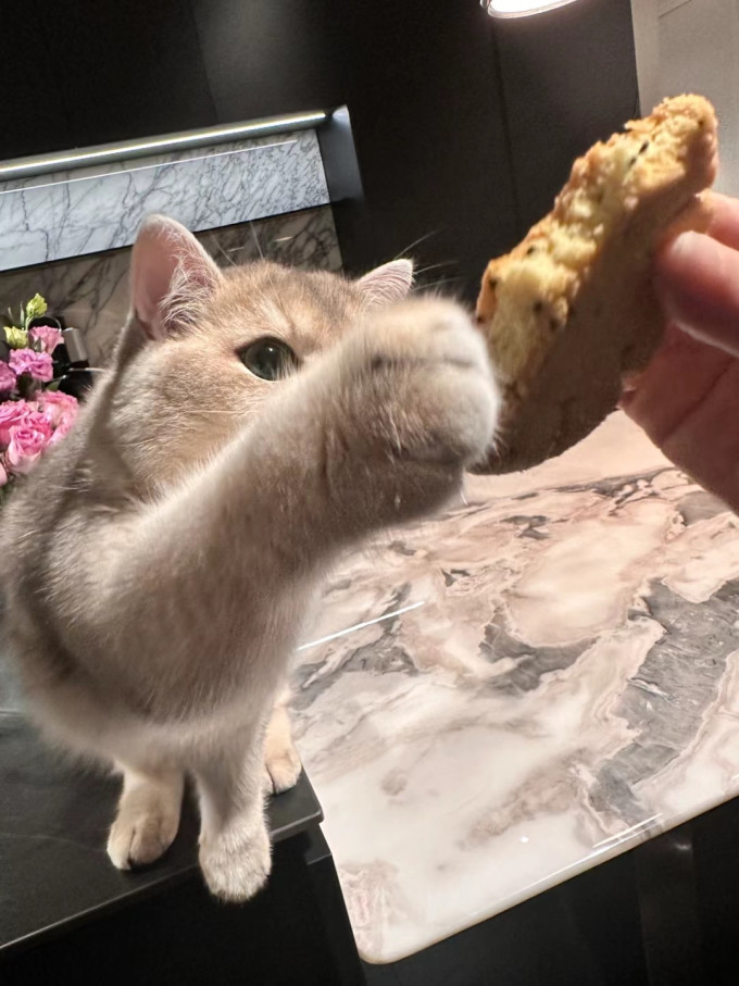 胸背牵引/项圈