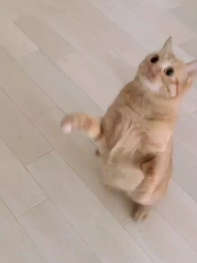 扑腾扑腾小猫咪